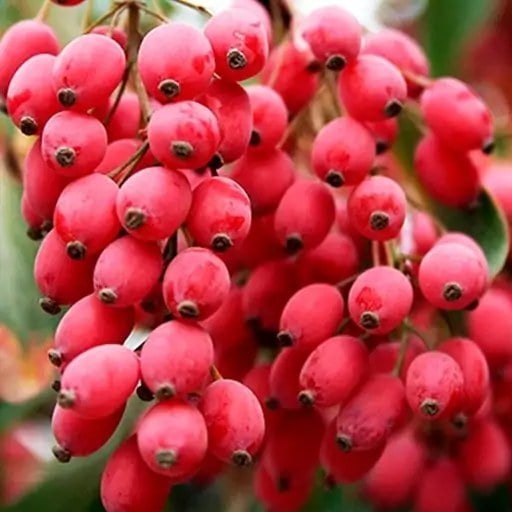 زرشک تازه طعمی ماندگار لذتی به یاد ماندنی